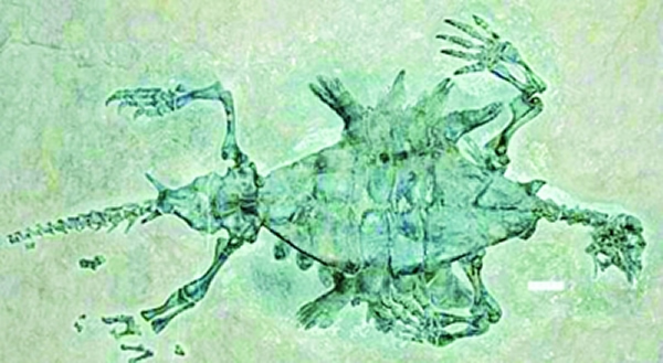 世界上已知最古老的乌龟:半甲齿龟