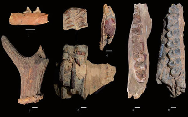 凤凰山地点发现的典型化石标本。1. 似鸡骨山狐下颌残段;2. 葛氏斑鹿角残段;3. 三门马残破上颌骨;4. 鬣狗右上犬齿;5. 李氏野猪下颌残段;6. 肿骨大角