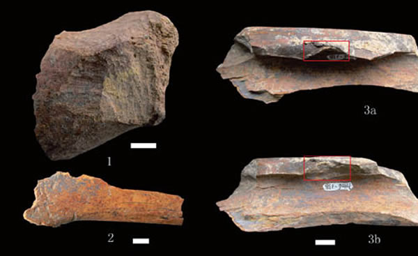 凤凰山地点出土动物骨骼表面痕迹。1. 啮齿类啃咬痕迹;2. 食肉类啃咬痕迹;3a. 似敲砸疤的骨骼外表面形态;3b. 似敲砸疤的骨骼内表面形态。(王波供图)