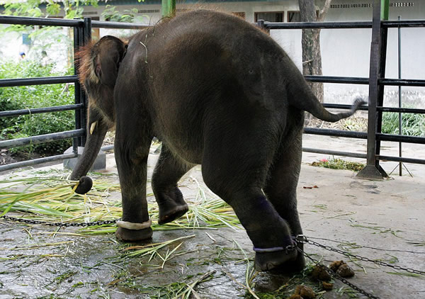 ӡ���������Ƕ���԰һͷС�������ȶ�����������