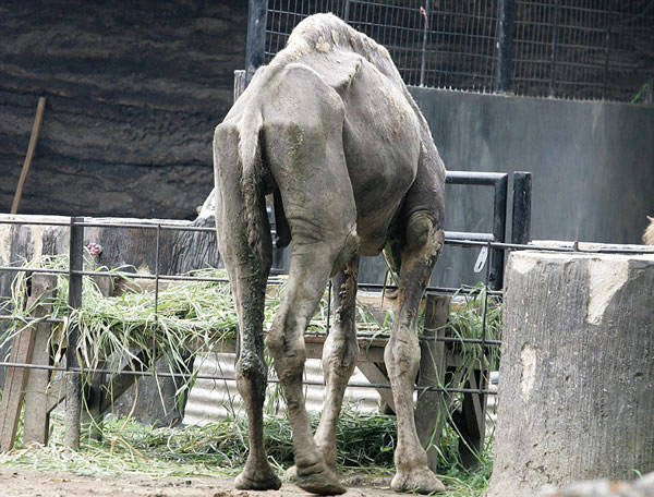 ӡ���������Ƕ���԰һͷ���ն���ֻʣƤ����