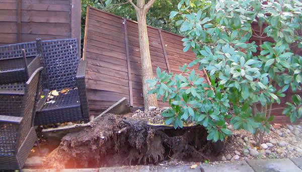 英国一名中学老师声称拍到大树“灵魂离体”