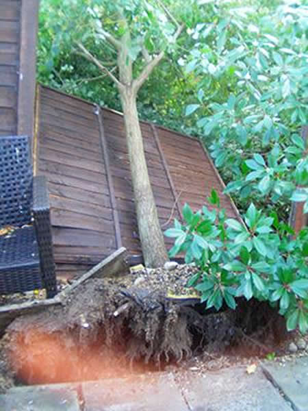 英国一名中学老师声称拍到大树“灵魂离体”