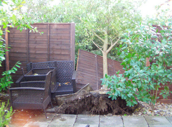 英国一名中学老师声称拍到大树“灵魂离体”