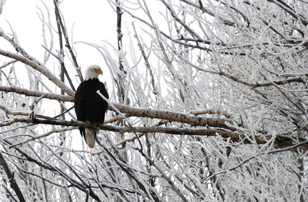 Bald Eagle Spotting: Top Spots