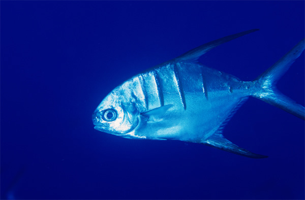 The Palometa jack (Trachinotus goodei), a species of piranha, is being blamed fo