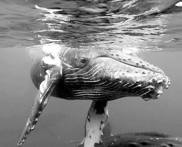 ײ���˺�һֻ��ͷ������