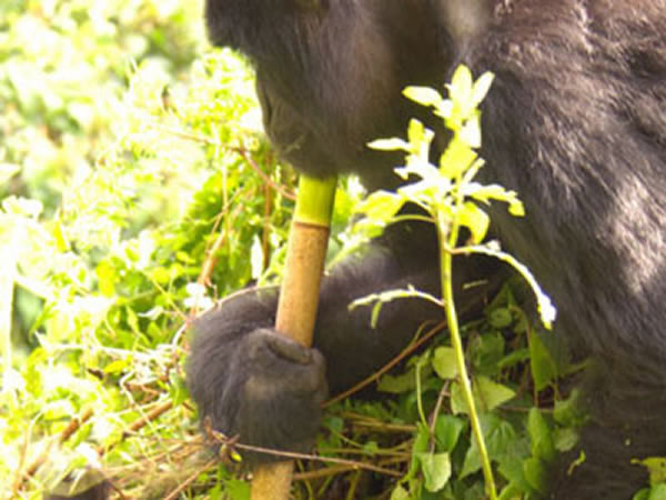 Ұ��������ʹ�ù��ߣ�����