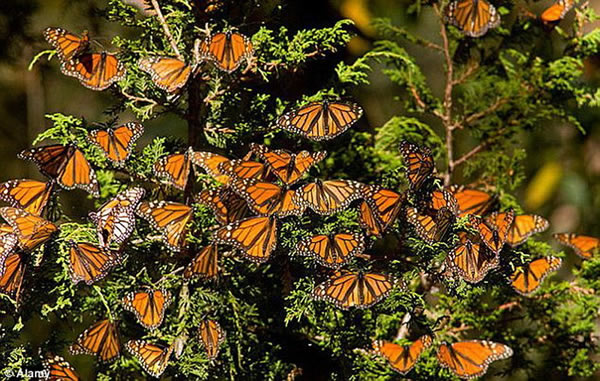 令人难以置信的蝴蝶旅行