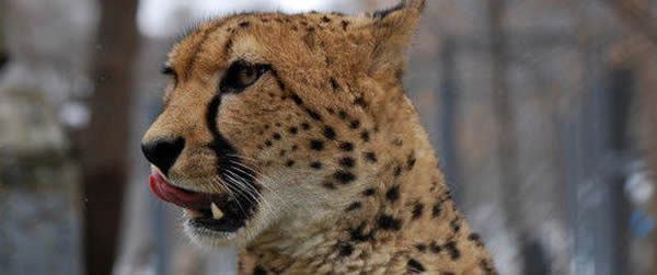 美国史密森尼国家动物园一头白尾鹿意外跃进猎豹区成免费午餐