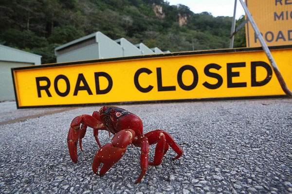 澳大利亚圣诞岛大批成年红蟹迁徙