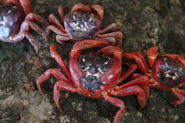 澳大利亚圣诞岛大批成年红蟹迁徙