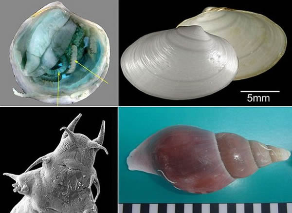 科学家在苏格兰海底发现四支新物种,其中包括:一种大型海螺、两种蛤类和一种海生蠕虫。