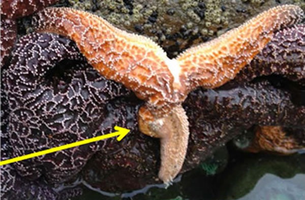 Tissue is disintegrating within this sea star affected by sea star wasting syndr
