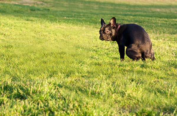 Dogs Have a Butt Compass, Poop Facing N/S Pole