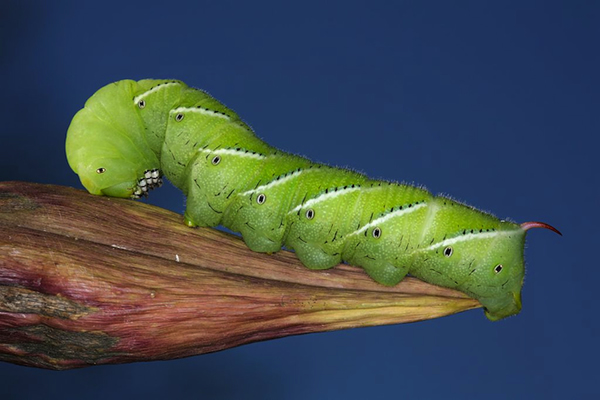 Caterpillar Puffs Out Toxic Nicotine in Breath