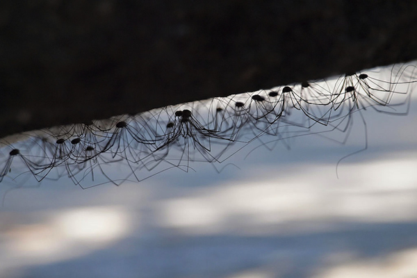 Clump of Spiders? Viral Video Shows Something Else