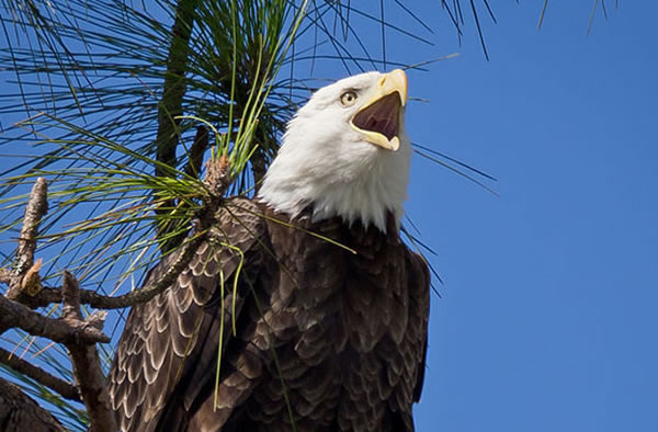 West Nile Virus Behind Utah Bald Eagle Deaths