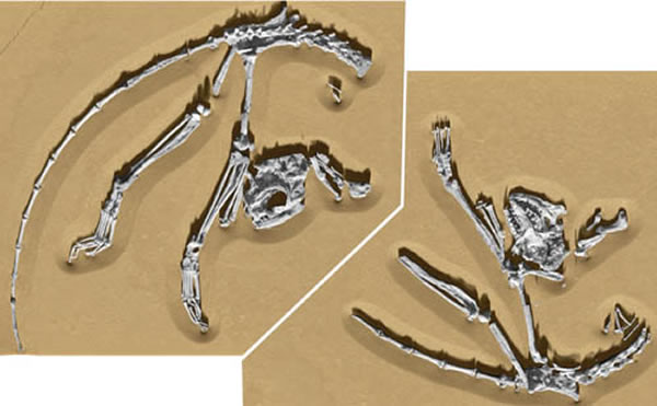 阿喀琉斯基猴化石骨架