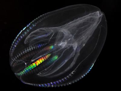 英国史前沉船地点发现铜器时代宝藏 - 神秘的地