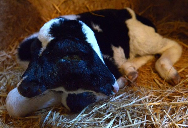 Ħ����˫ͷСţ��Sana Saida��