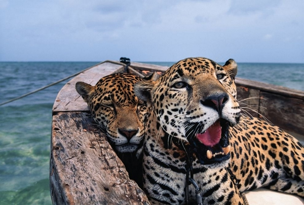 ��Ƭ�ɰ����ᡤ˹ͼ���� ��B. Anthony Stewart��������ī���硣