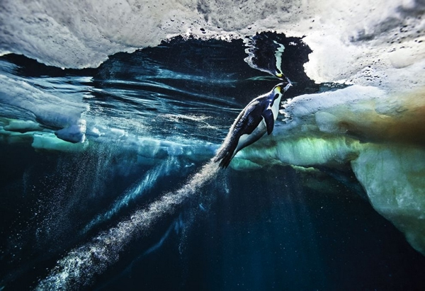 2012����Ƭ�ɱ��ޡ������ ��Paul Nicklen���������ϼ��ޡ�