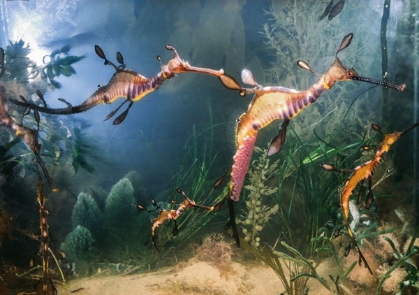 1977�꣬�ɱ��ޣ�Paul A. Zahl�������ڰĴ����ǡ�