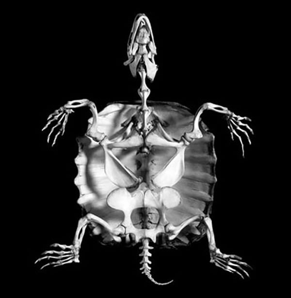 4月 龟鳖目和恐龙的关系比蜥蜴接近?