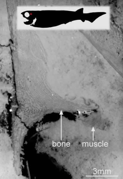 6月 盾皮鱼纲(板皮類、Placodermi)的腹肌的确认