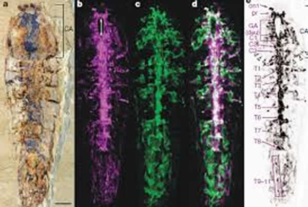 10月 确认寒武纪(Cambrian、カンブリア)生物的中枢神经系