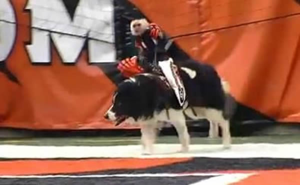 美国橄榄球比赛中场休息的娱乐节目:猴子骑狗放羊