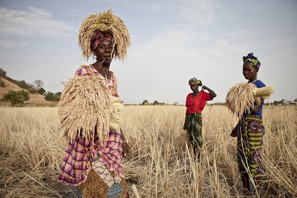 妇女们一起收割庄稼。其中一人在割完水稻后,将刀含在嘴里,用头和手把尽量多的水稻送到田地外面的堆放处。