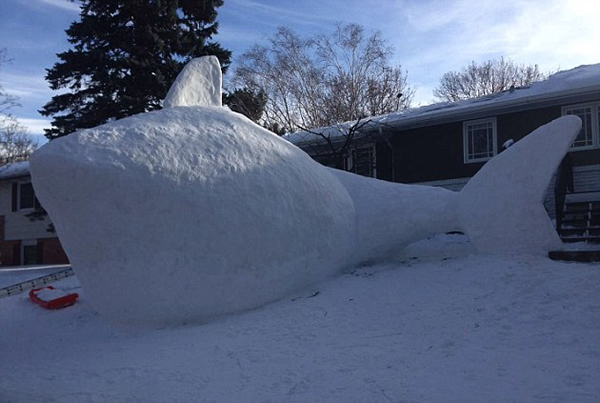 美国明尼苏达州的兄弟三人在前院堆起5米高鲨鱼雪雕