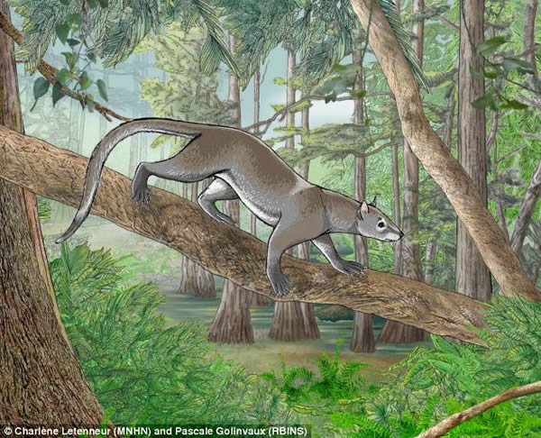 比利时5500万年前树栖哺乳动物化石揭示猫狗共同祖先