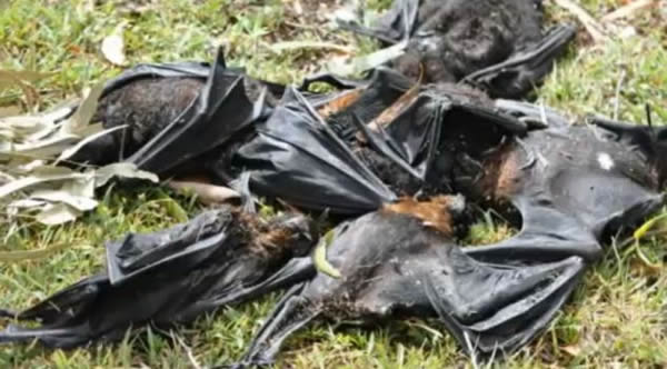 澳大利亚10万只蝙蝠因无法抵御热浪而死亡