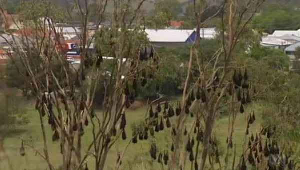 澳大利亚10万只蝙蝠因无法抵御热浪而死亡