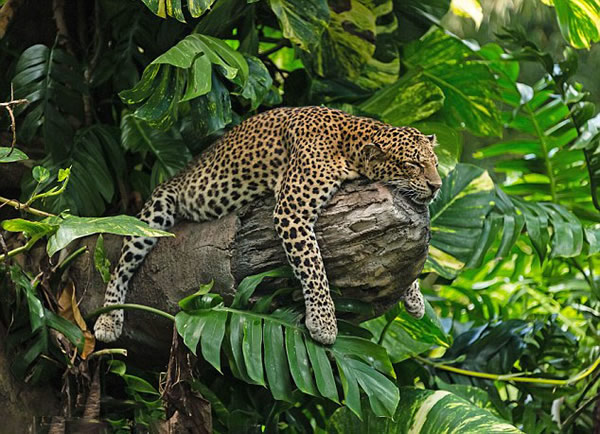 ӡ�������ǰ��嵺Ұ������԰צ�۱����С��