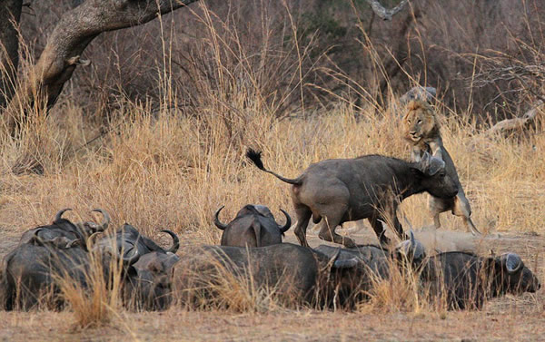 һͷˮţ�����е���ʨ�������������������