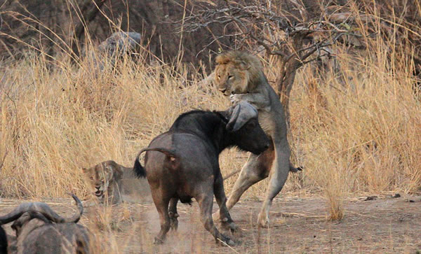 һͷˮţ�����е���ʨ�������������������