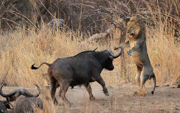 һͷˮţ�����е���ʨ�������������������