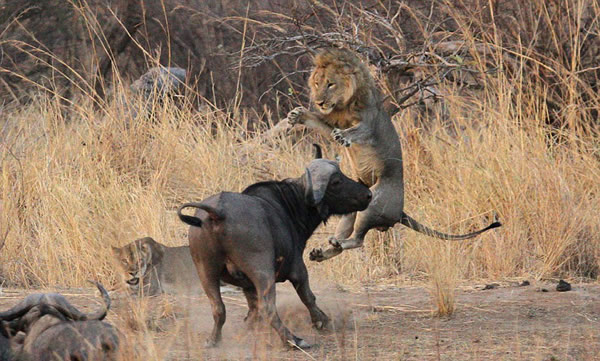 һͷˮţ�����е���ʨ�������������������