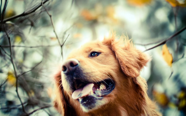 �о���ʾ�����ó�����¶��������͸��˵Ĺ���