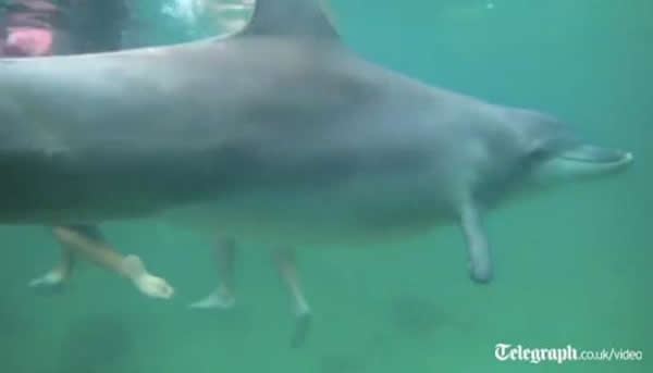 �Ĵ�����һֻ�������������ύ��������