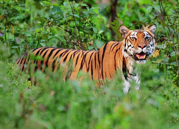 印度老虎逃出保护区后短短12天内已杀害4名居民