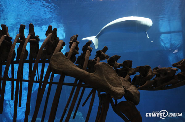 极地馆内的恐龙龙骨架展示