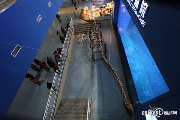 四川自贡恐龙博物馆运来的国宝级恐龙化石已在极地馆震撼登场