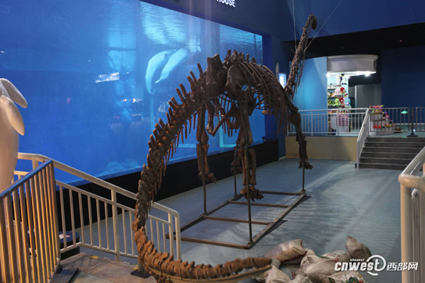 四川自贡恐龙博物馆运来的国宝级恐龙化石已在极地馆震撼登场