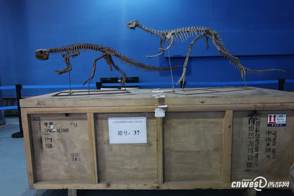 四川自贡恐龙博物馆运来的国宝级恐龙化石已在极地馆震撼登场