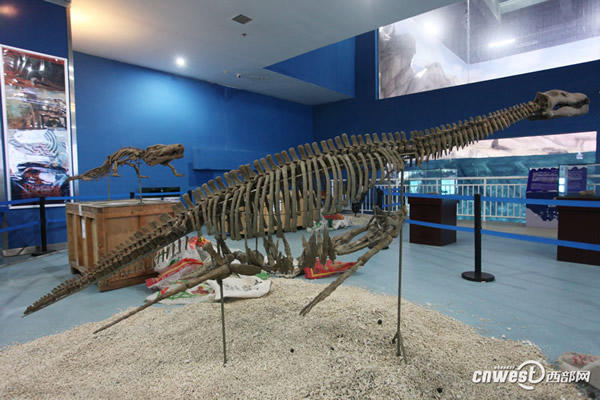 四川自贡恐龙博物馆运来的国宝级恐龙化石已在极地馆震撼登场
